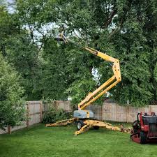 Best Organic Lawn Care Solutions  in Needles, CA