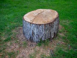 Best Tree and Shrub Care  in Needles, CA