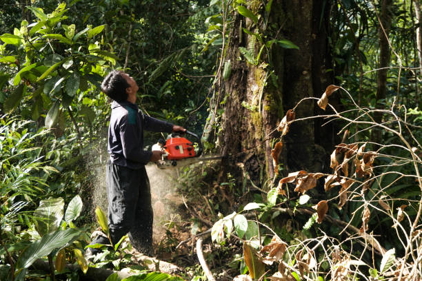 Best Tree Removal  in Needles, CA