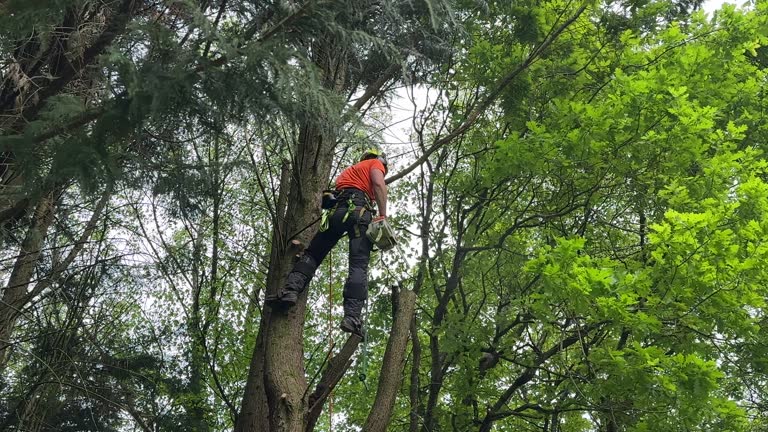  Needles, CA Tree Removal Pros